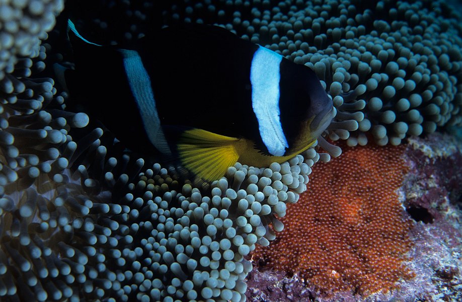 Clownfish with eggs