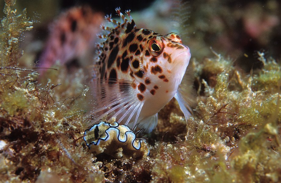 hawkfish and nudibranch