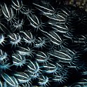 Catfish eels