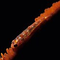 whip coral goby