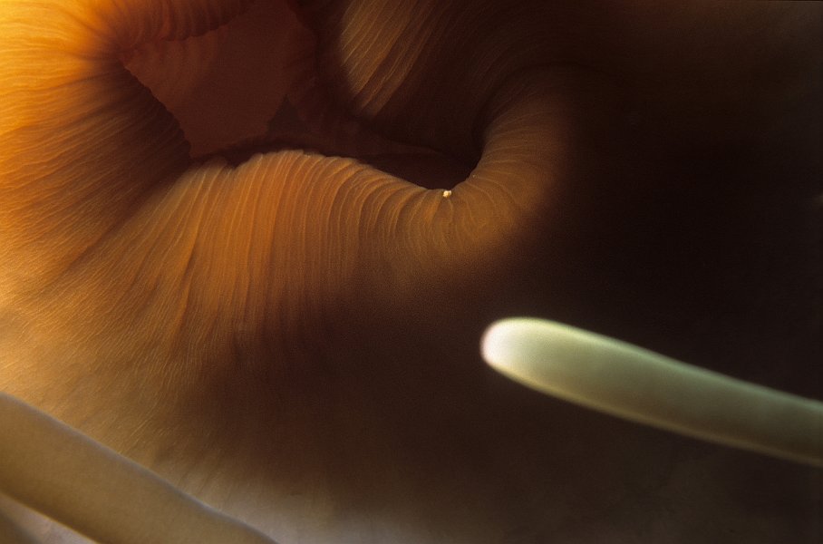 The mouth of an Anemone