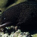 White mouth moray eel