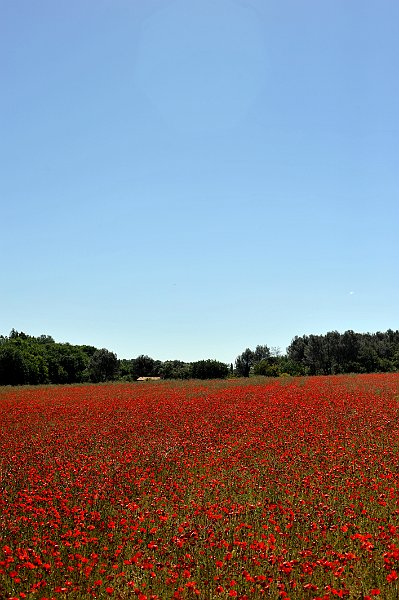 Poppy Field In Spring
