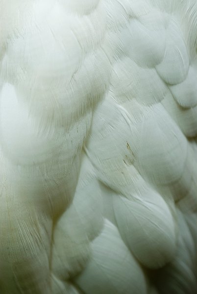 Egret Feathers