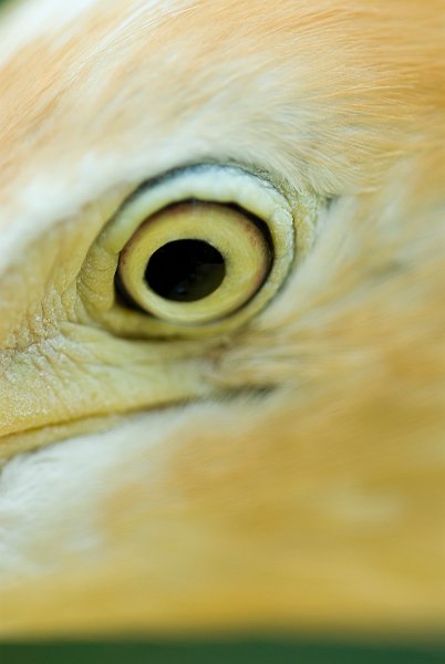 Eye of a Bird