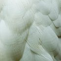 Egret Feathers