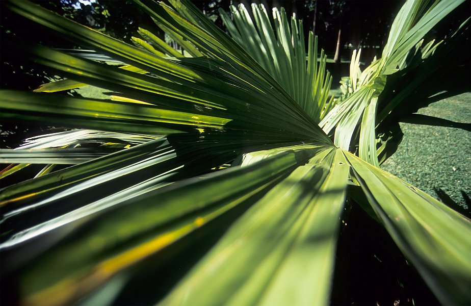 Wide angled Palm