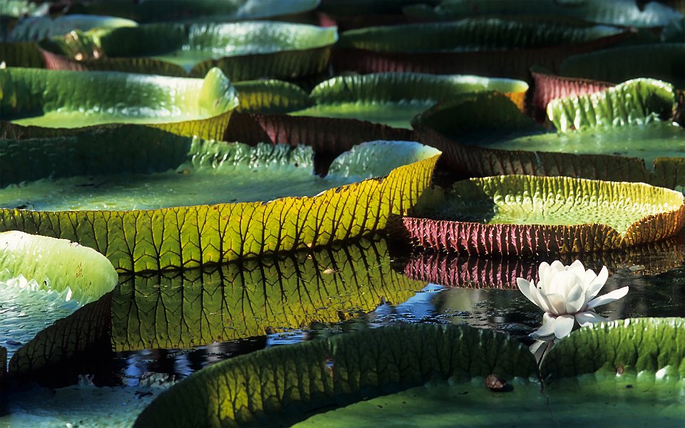 Giant Amazon water lily