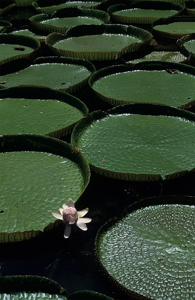 Giant Amazon water lily 
