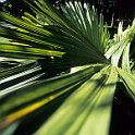 Wide angled Palm