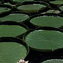 Giant Amazon water lily 