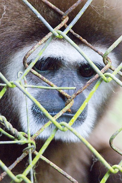 Rahabilitate a Gibbon
