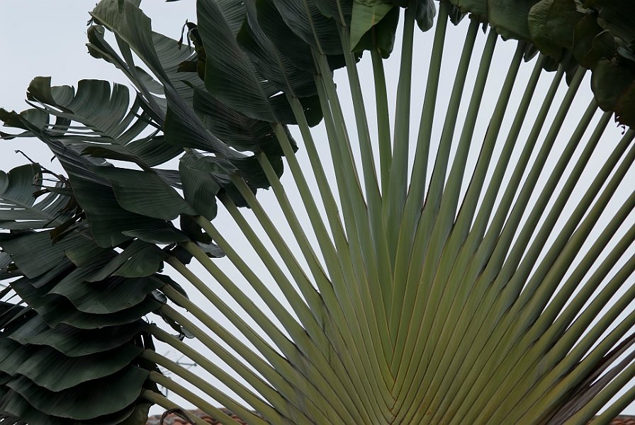 travellers palm