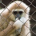 Rahabilitate a Gibbon