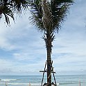 Replanted Trees on Tsunami hit beach
